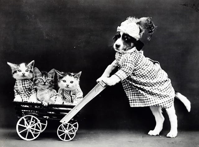 cats and dogs